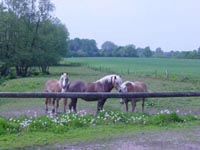 Alex,Hera und Mellow